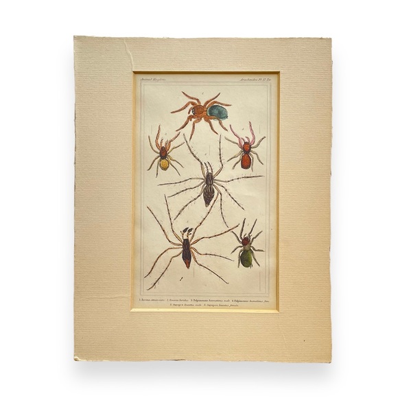 Vintage Spider Illustrations - book plate etchings - Picture 1 of 6